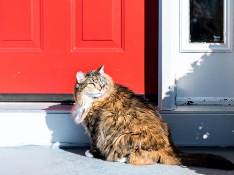 How to Keep Stray Cats off Your Porch Try These Options! Sunshine & Play