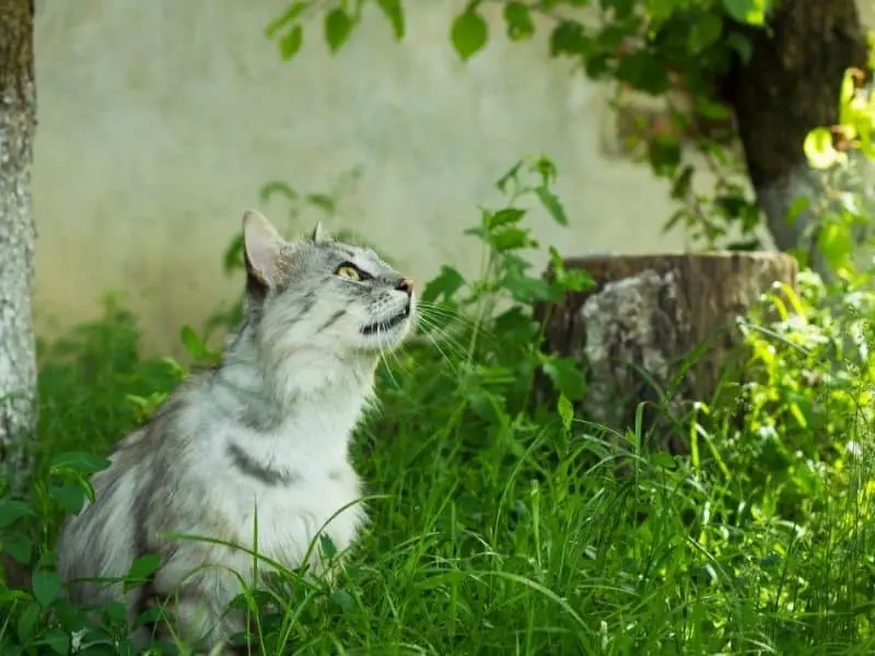 11 Ways To Safely & Humanely Keep Cats From Pooping In Your Yard