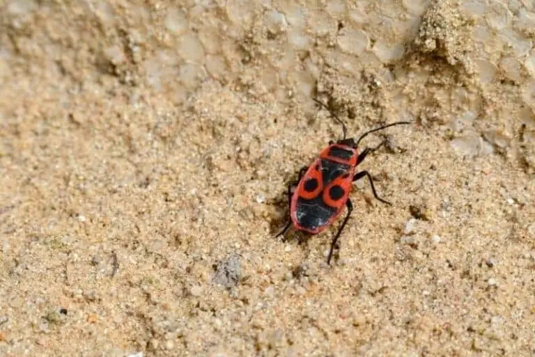 Do Sandboxes Attract Bugs? (Easy Tips To Get Rid Of Them)